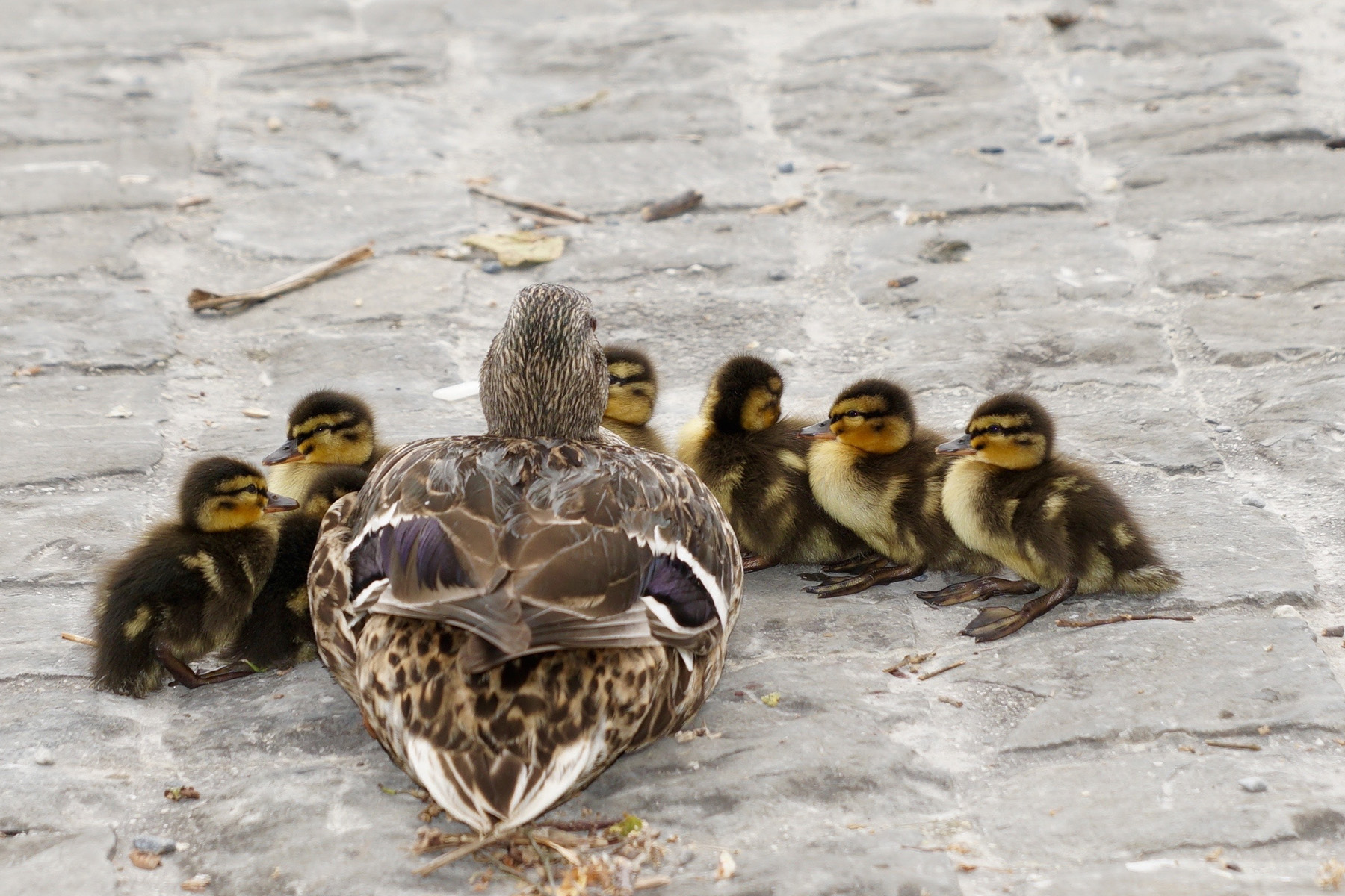 Familienaufstellung / systemische Arbeit